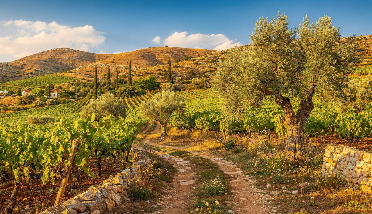 Route des vins et huiles d'olive